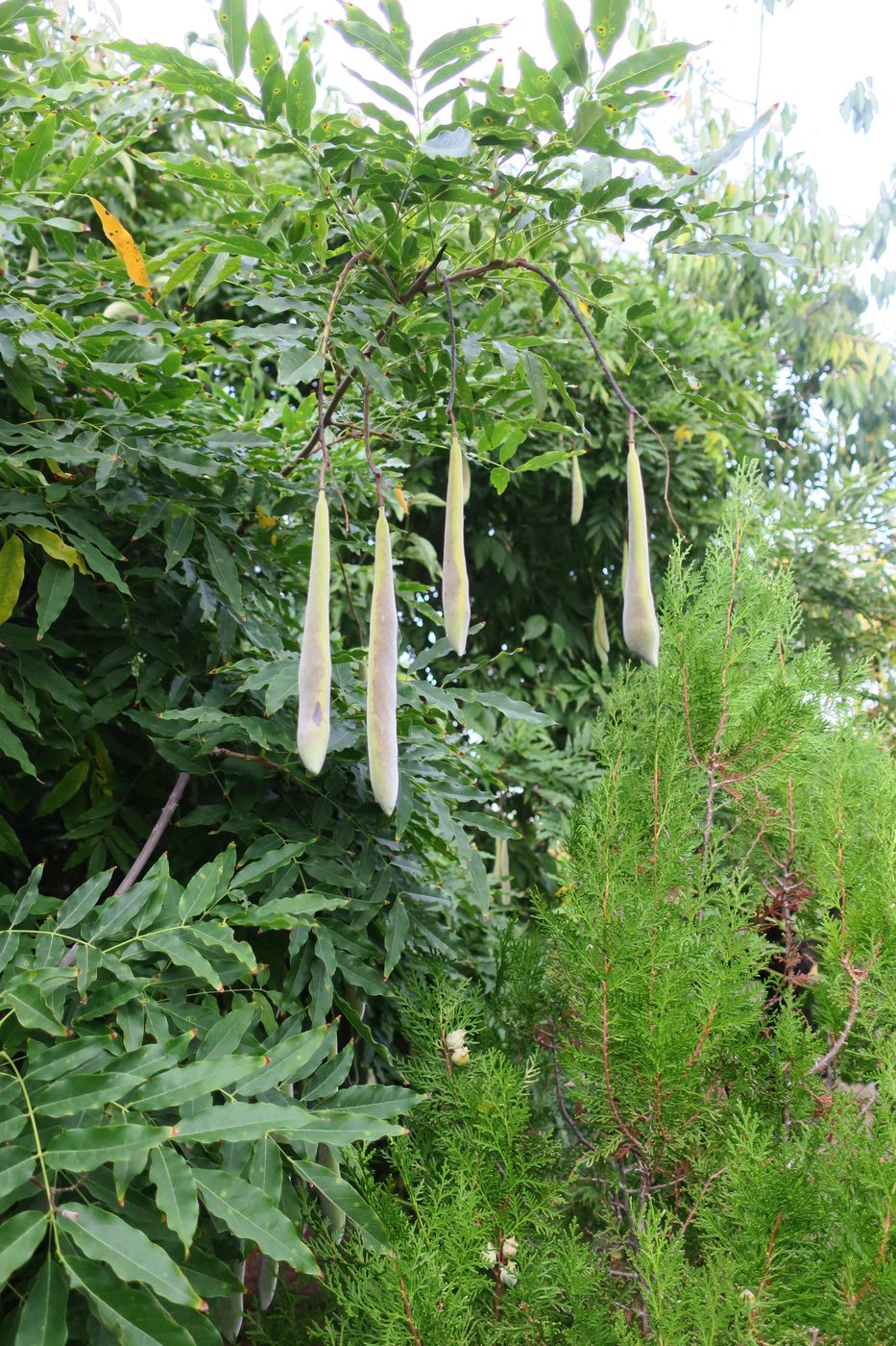 Image of Wisteria sinensis specimen.