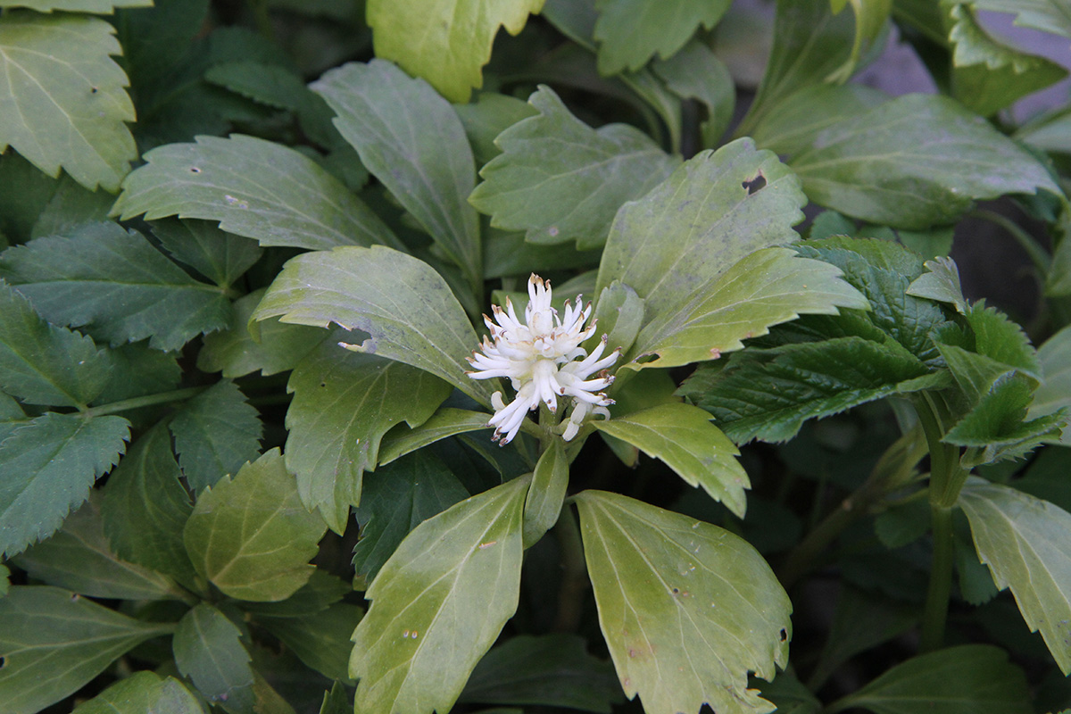 Image of Pachysandra terminalis specimen.