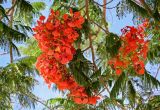 Delonix regia