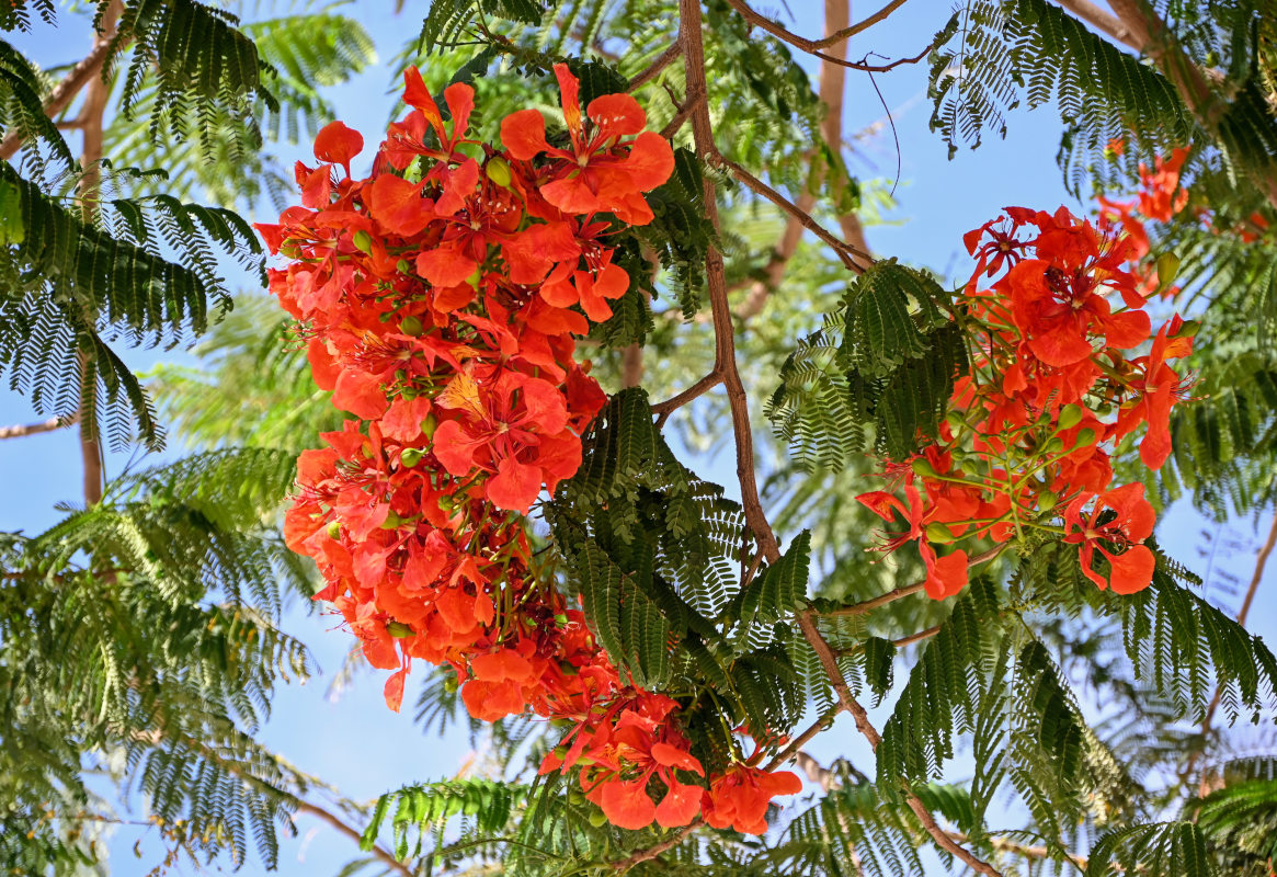 Изображение особи Delonix regia.