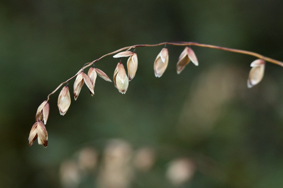 Image of Melica nutans specimen.