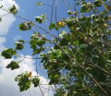 genus Populus. Ветви. Болгария, Бургасская обл., г. Несебр, природный заказник \"Песчаные дюны\", закреплённая дюна. 15.09.2021.