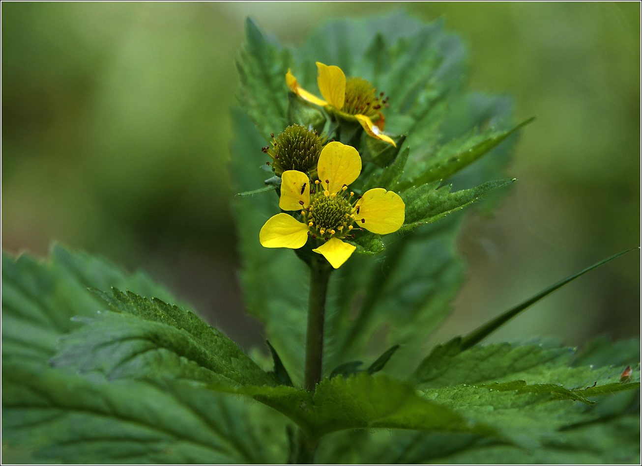 Изображение особи Geum urbanum.