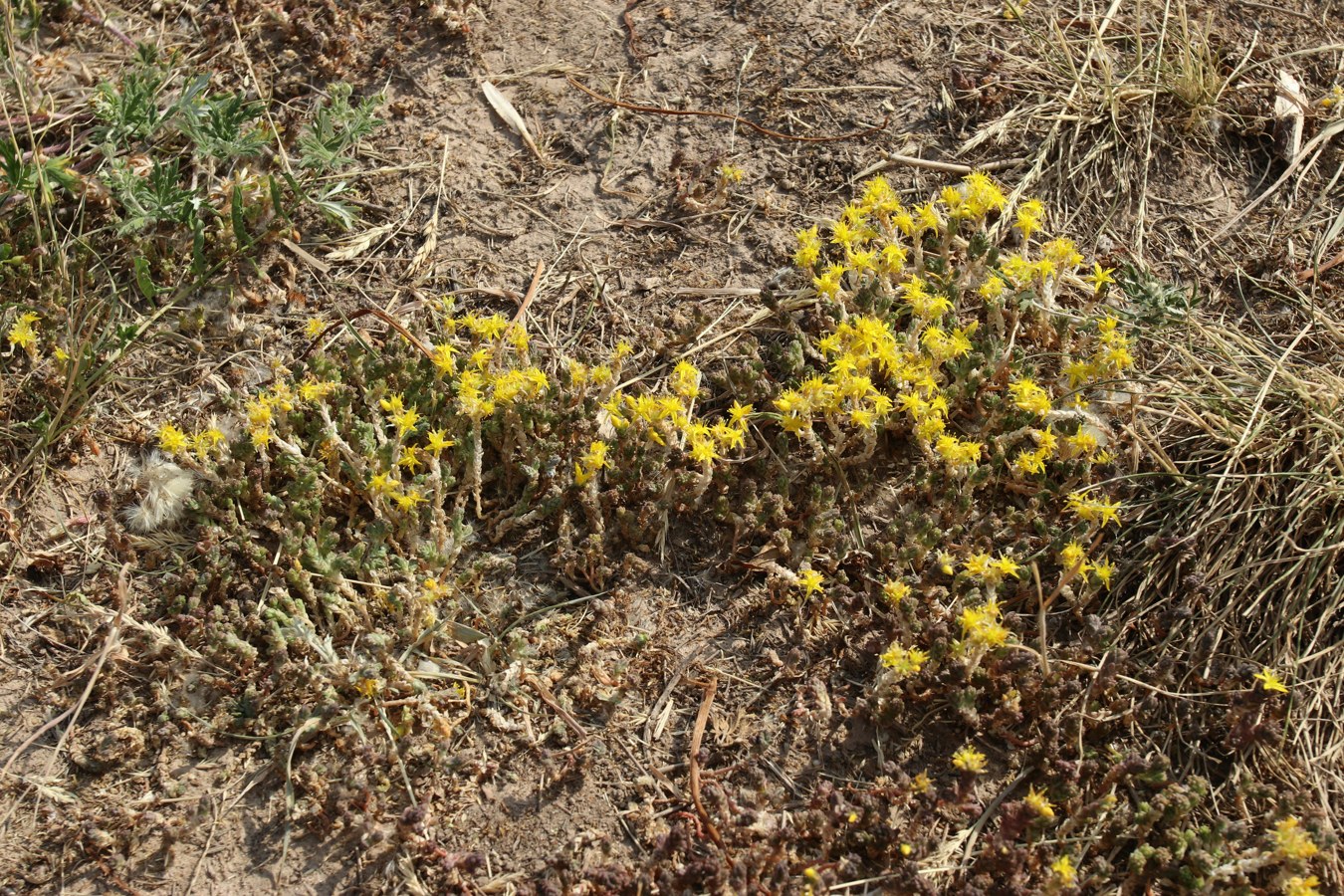 Image of Sedum acre specimen.