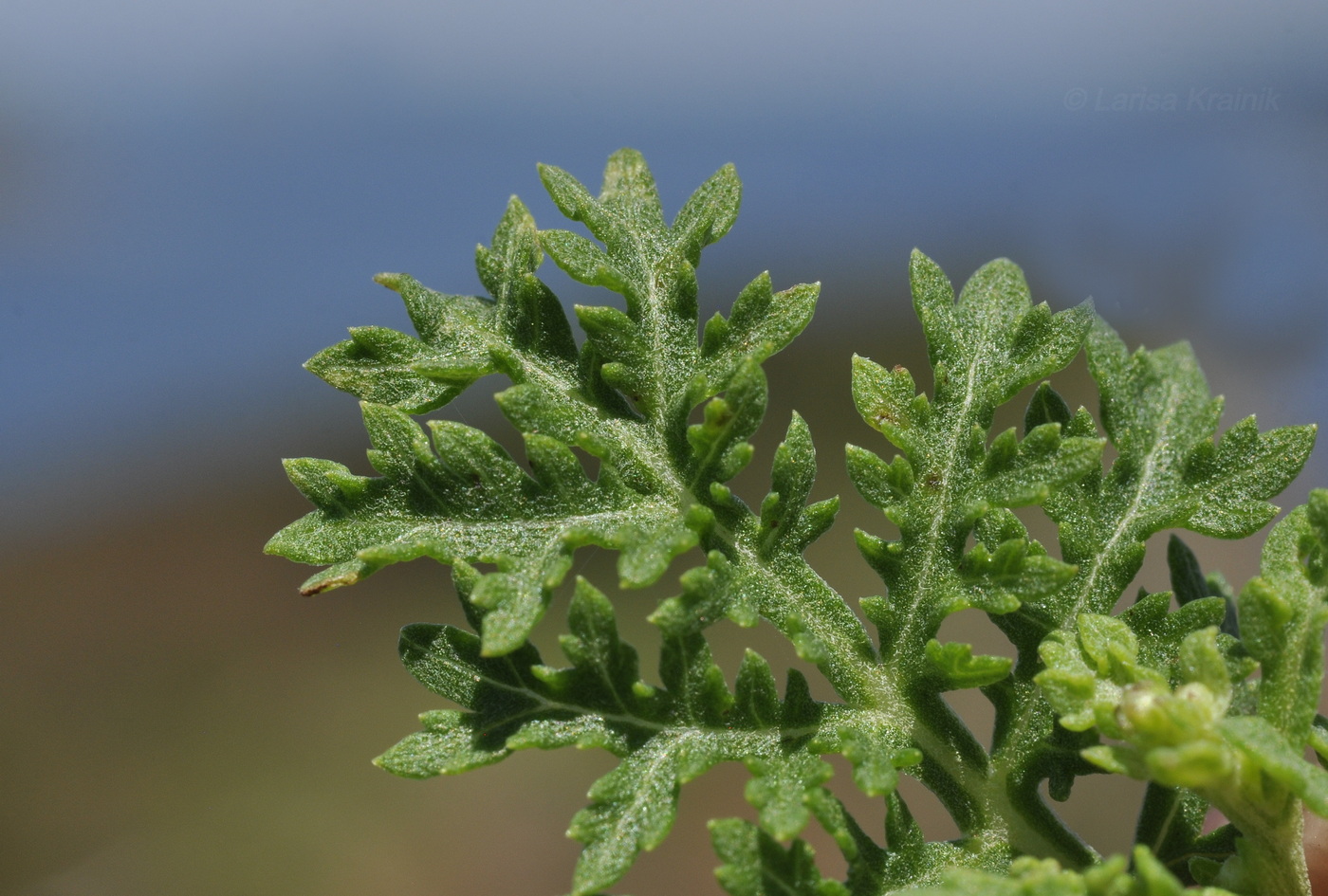 Image of Artemisia laciniata specimen.