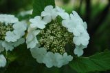 Viburnum sargentii