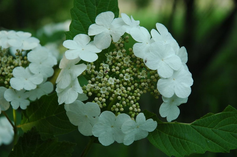 Изображение особи Viburnum sargentii.