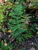 Dryopteris carthusiana. Вайя. Владимирская обл., Петушинский р-н, окр. с. Марково, смешанный лес. 23.09.2023.