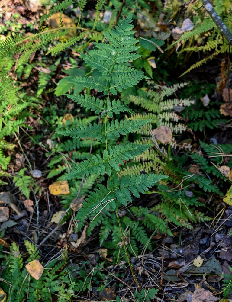 Изображение особи Dryopteris carthusiana.