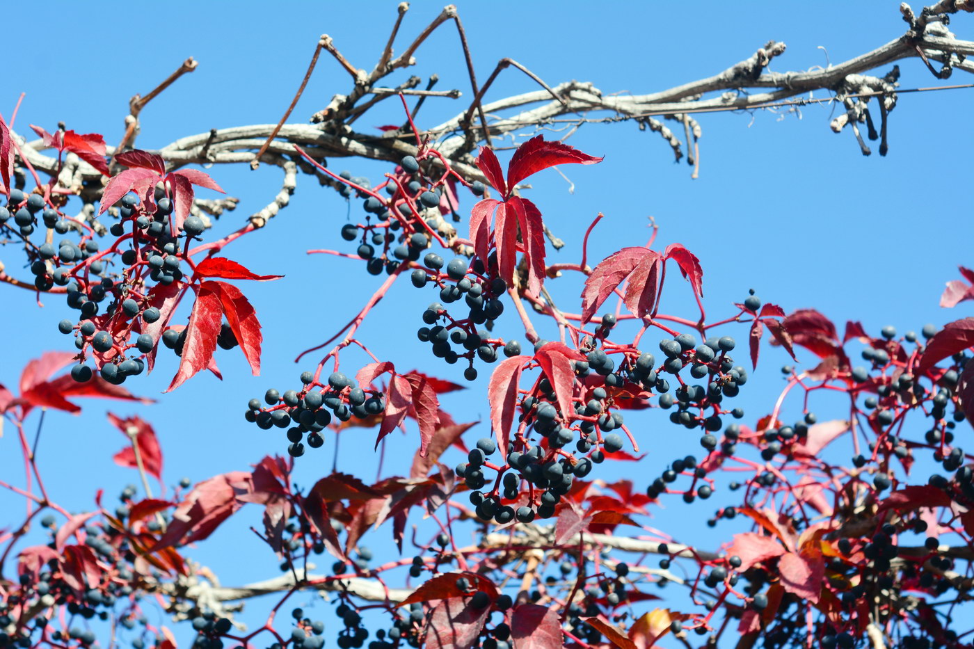 Изображение особи Parthenocissus quinquefolia.