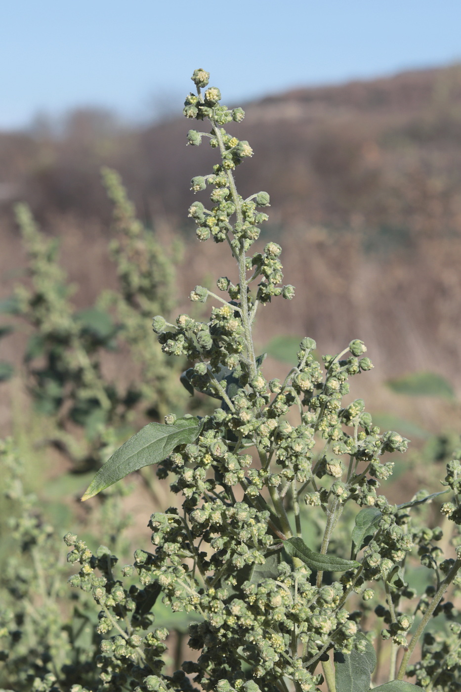 Изображение особи Cyclachaena xanthiifolia.