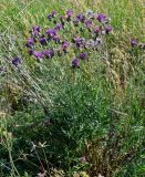 Centaurea scabiosa. Цветущее растение (рядом виден засохший побег отплодоносившего растения). Оренбургская обл., Кувандыкский гор. округ, окр. дер. Первое Юмагузино, луг. 05.07.2023.