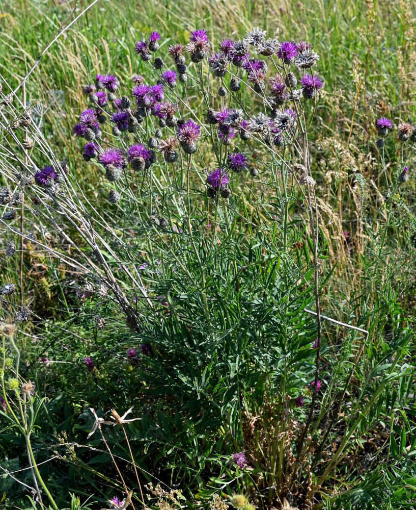 Изображение особи Centaurea scabiosa.