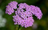 Achillea millefolium