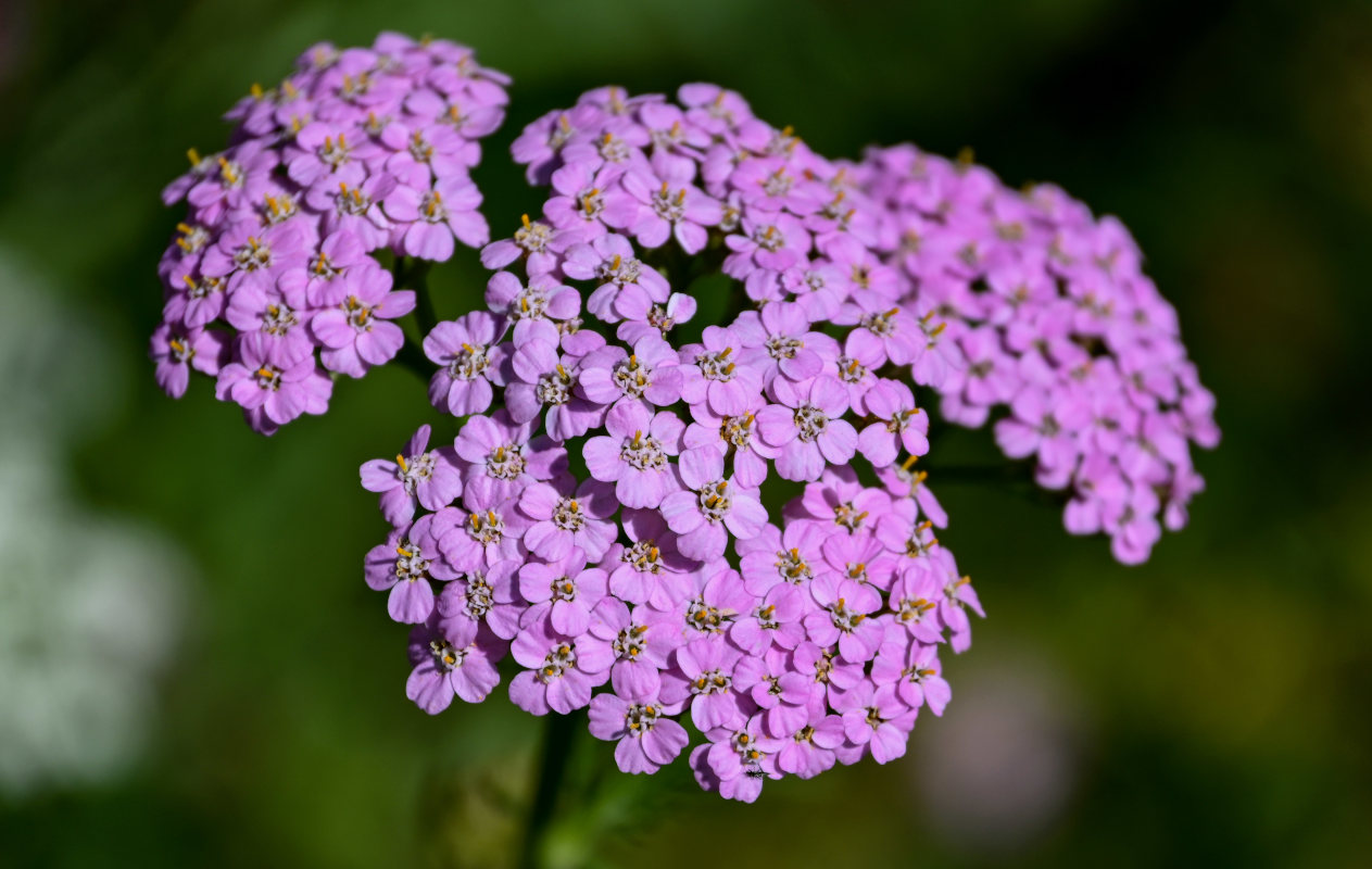 Image of Achillea millefolium specimen.