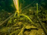 Typha latifolia