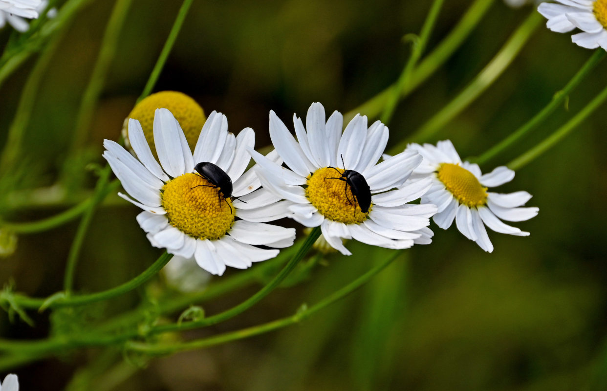 Изображение особи Tripleurospermum inodorum.