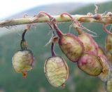 Hedysarum theinum. Плоды. Алтай, Семинский хр., граница лесного пояса. 23.09.2010.