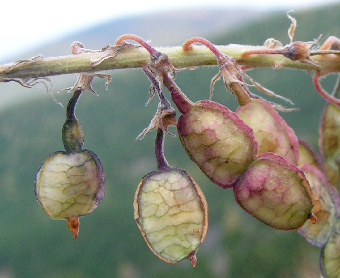 Image of Hedysarum theinum specimen.