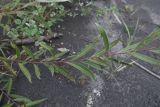 genus Salix. Побег с повреждёнными листьями. Чечня, Шаройский р-н, левый берег р. Шароаргун в 2 км выше устья р. Кенхи, сухая протока. 11 августа 2023 г.