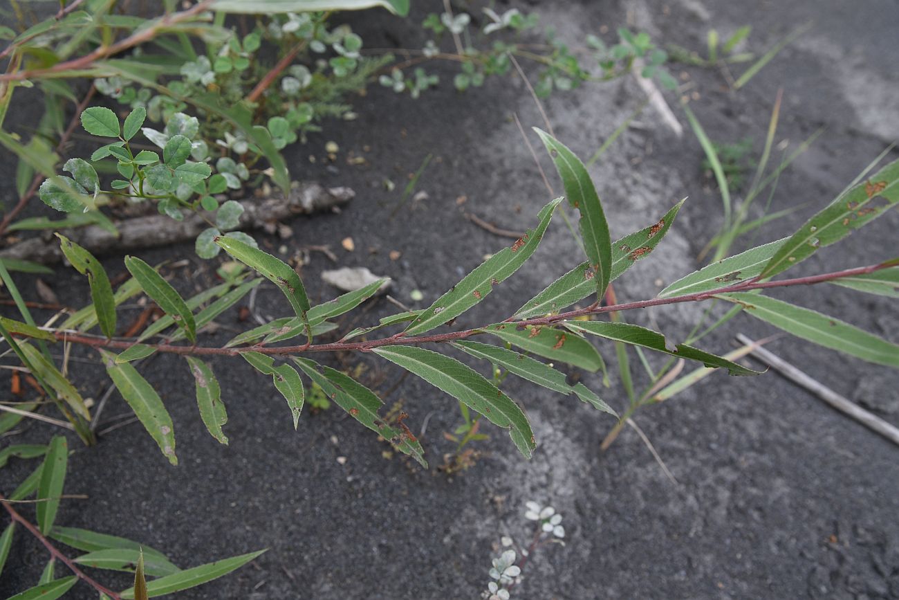 Image of genus Salix specimen.