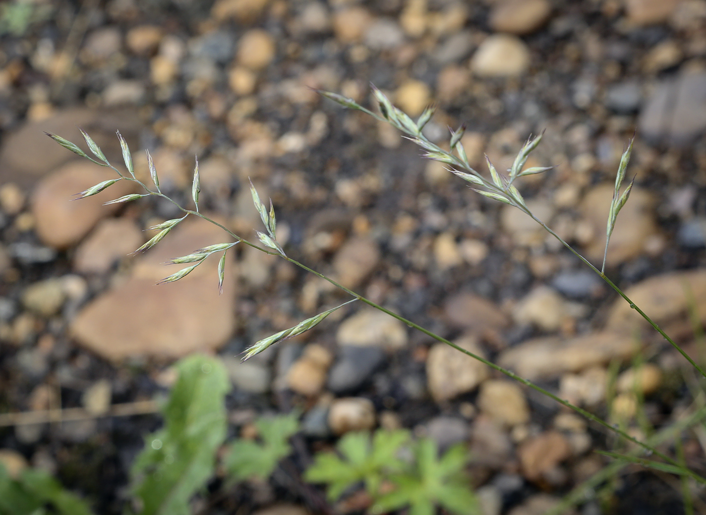 Image of genus Festuca specimen.