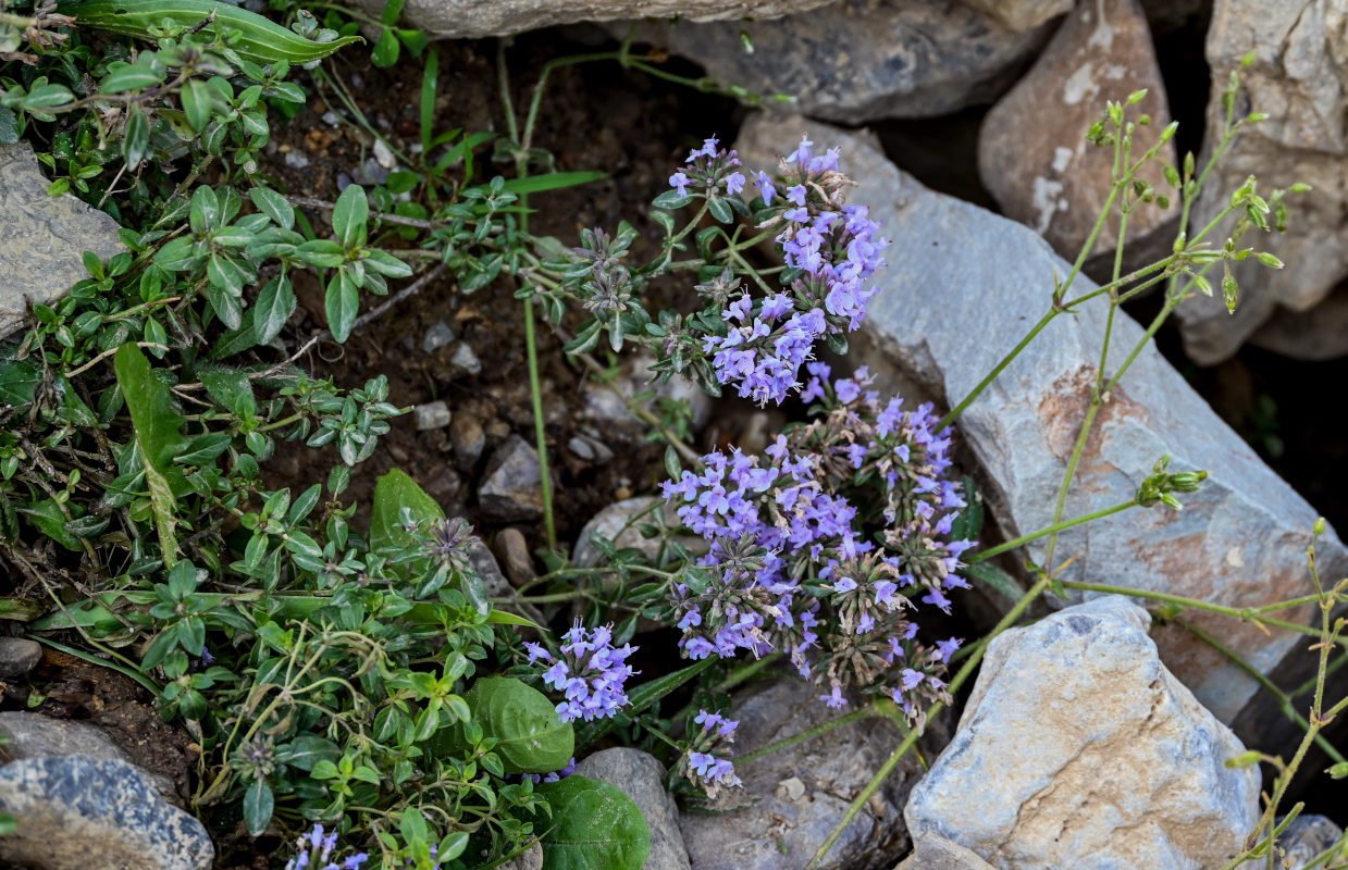 Изображение особи Ziziphora clinopodioides.