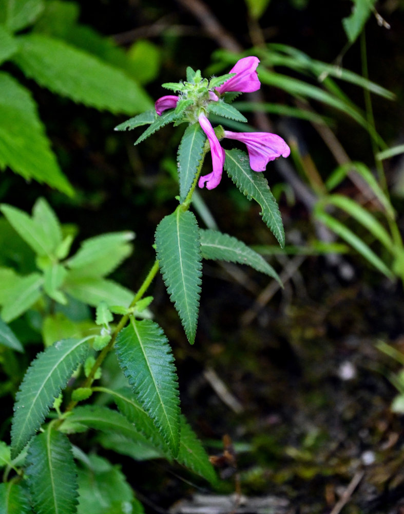 Изображение особи Pedicularis resupinata.