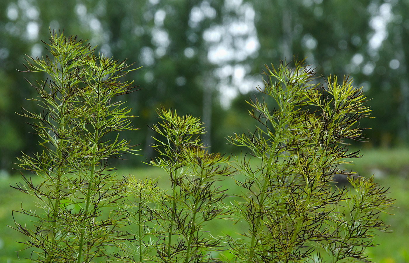 Изображение особи Adonis vernalis.