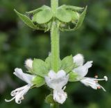 Ocimum basilicum