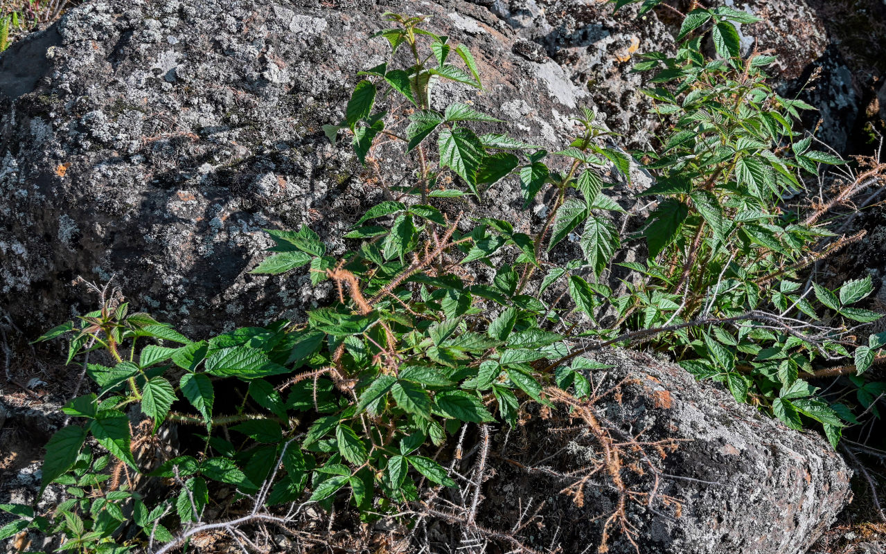 Image of Rubus matsumuranus specimen.