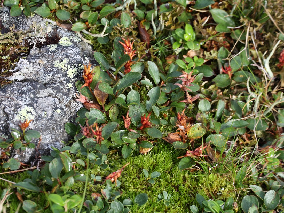 Image of Salix polaris specimen.