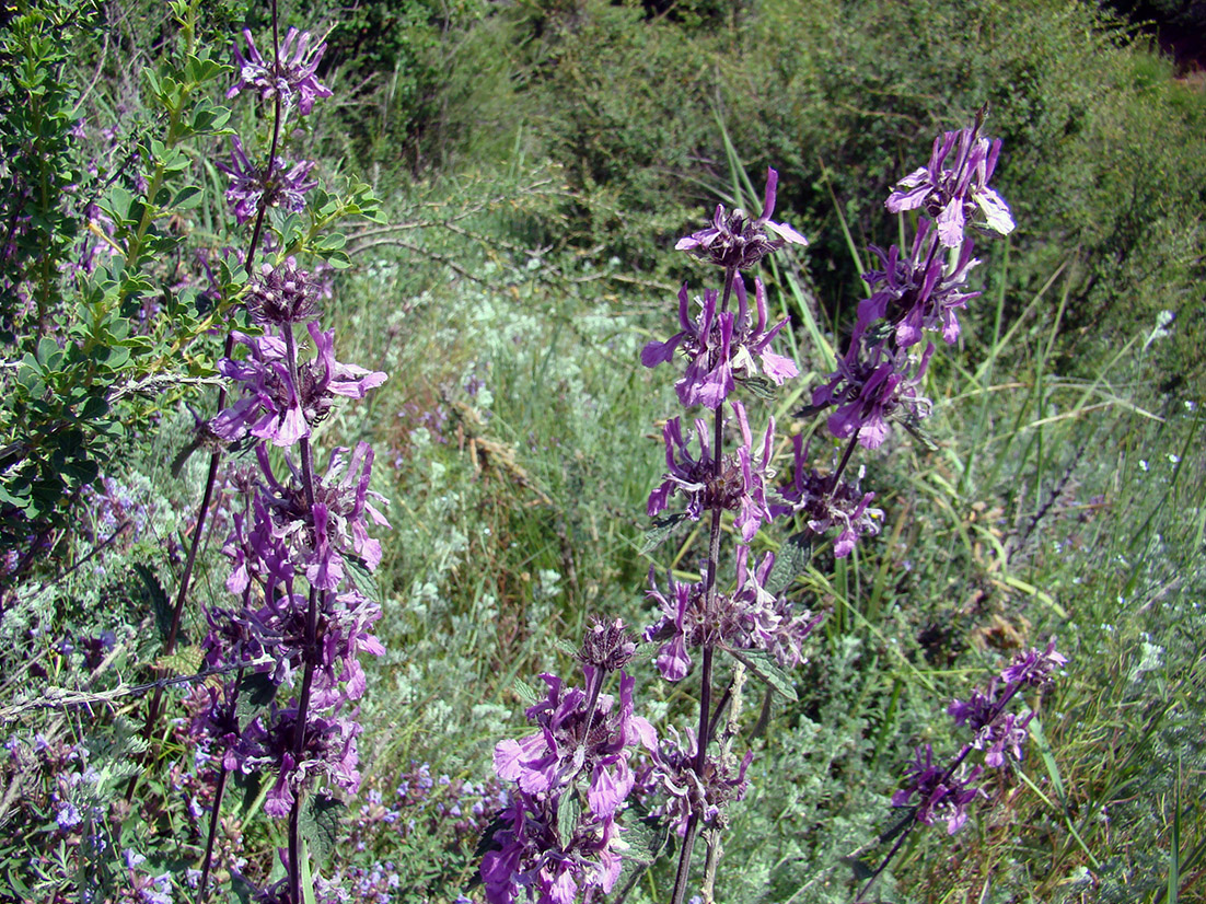 Image of Metastachydium sagittatum specimen.