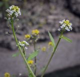 Calepina irregularis