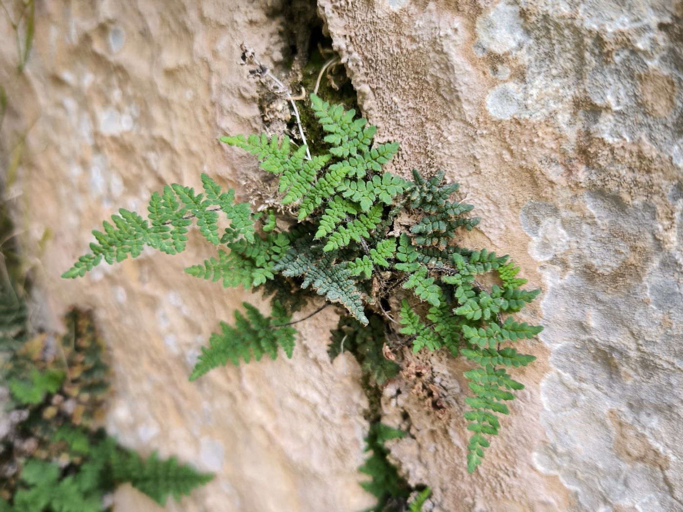 Image of Oeosporangium persicum specimen.