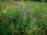 Salvia tesquicola