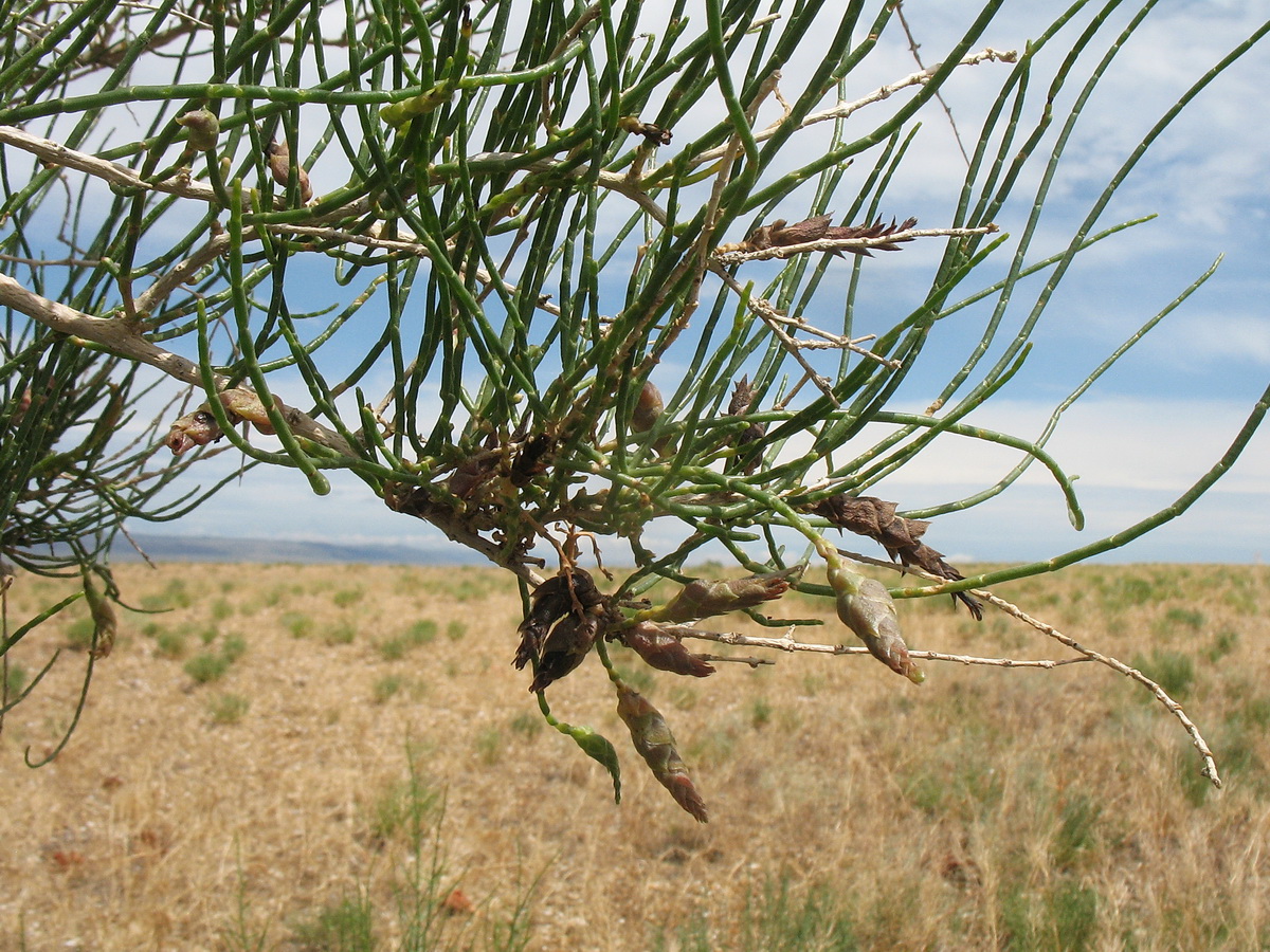 Image of Haloxylon ammodendron specimen.