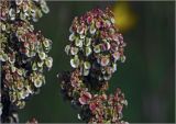 род Rumex. Соцветие. Московская обл., Раменский р-н, окр. ж.-д. платформы Хрипань, залежь. 19.06.2024.