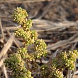 Herniaria glabra