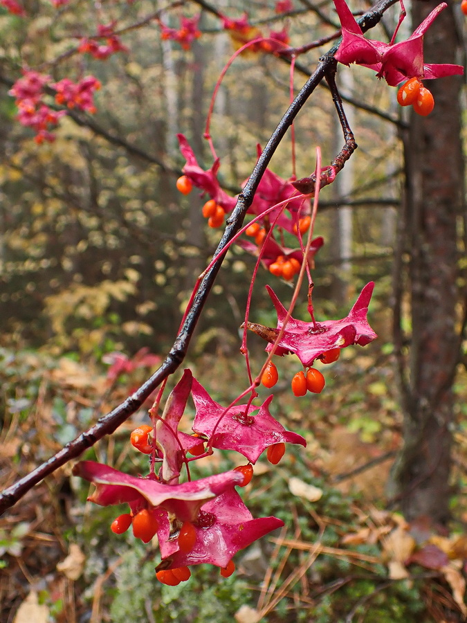 Изображение особи Euonymus macropterus.
