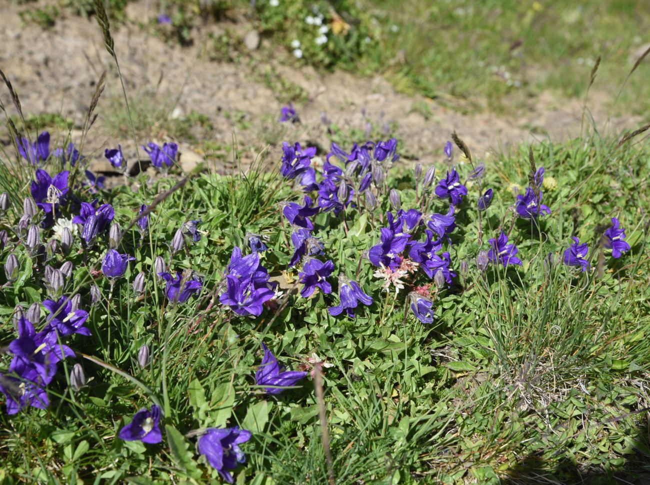 Изображение особи род Campanula.