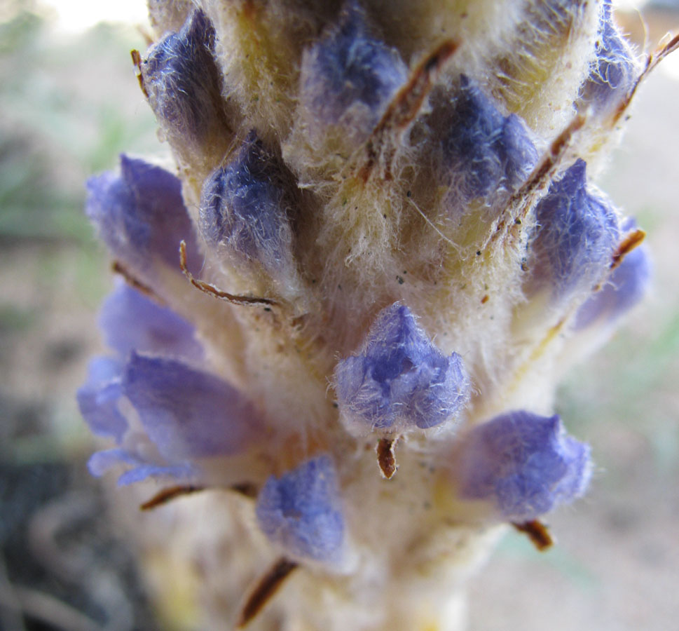 Изображение особи Orobanche coerulescens.