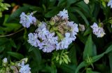 Saponaria form pleniflora