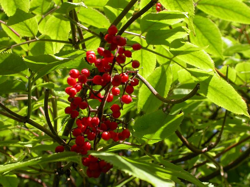 Image of Sambucus sibirica specimen.