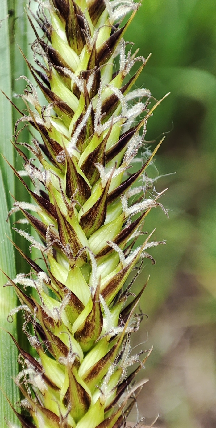 Изображение особи Carex acutiformis.