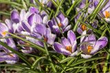 Crocus vernus. Цветки и листья. Санкт-Петербург, Ботанический сад Петра Великого, северный двор, цветник. 30.03.2025.