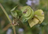 Medicago orbicularis