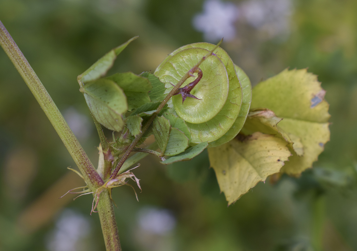 Image of Medicago orbicularis specimen.