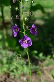 Verbascum phoeniceum