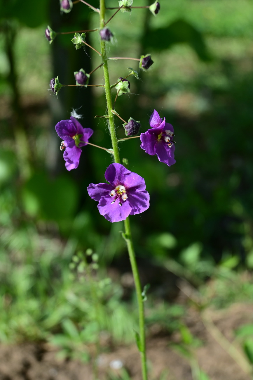 Изображение особи Verbascum phoeniceum.